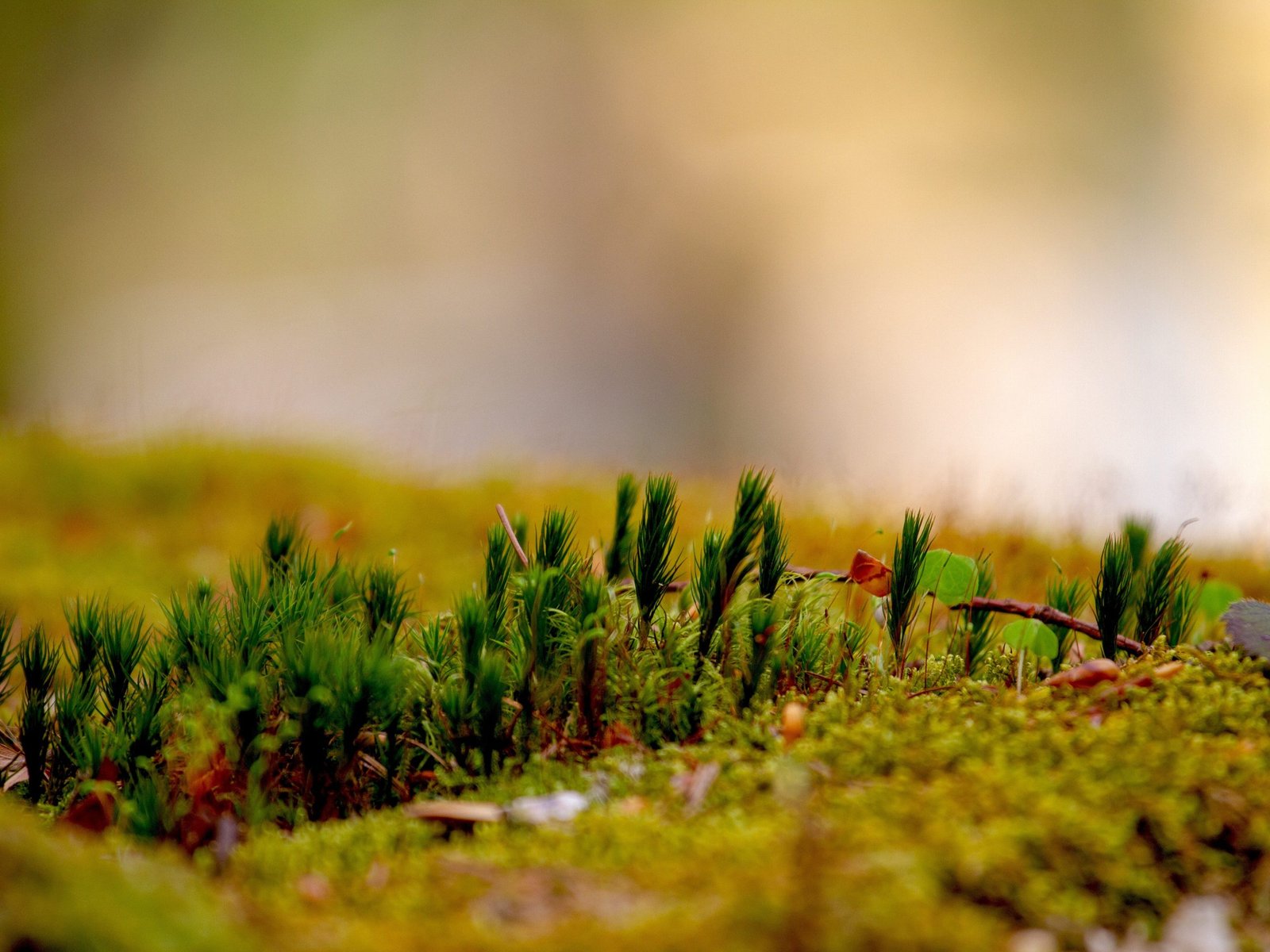 miniature-landscape-trees