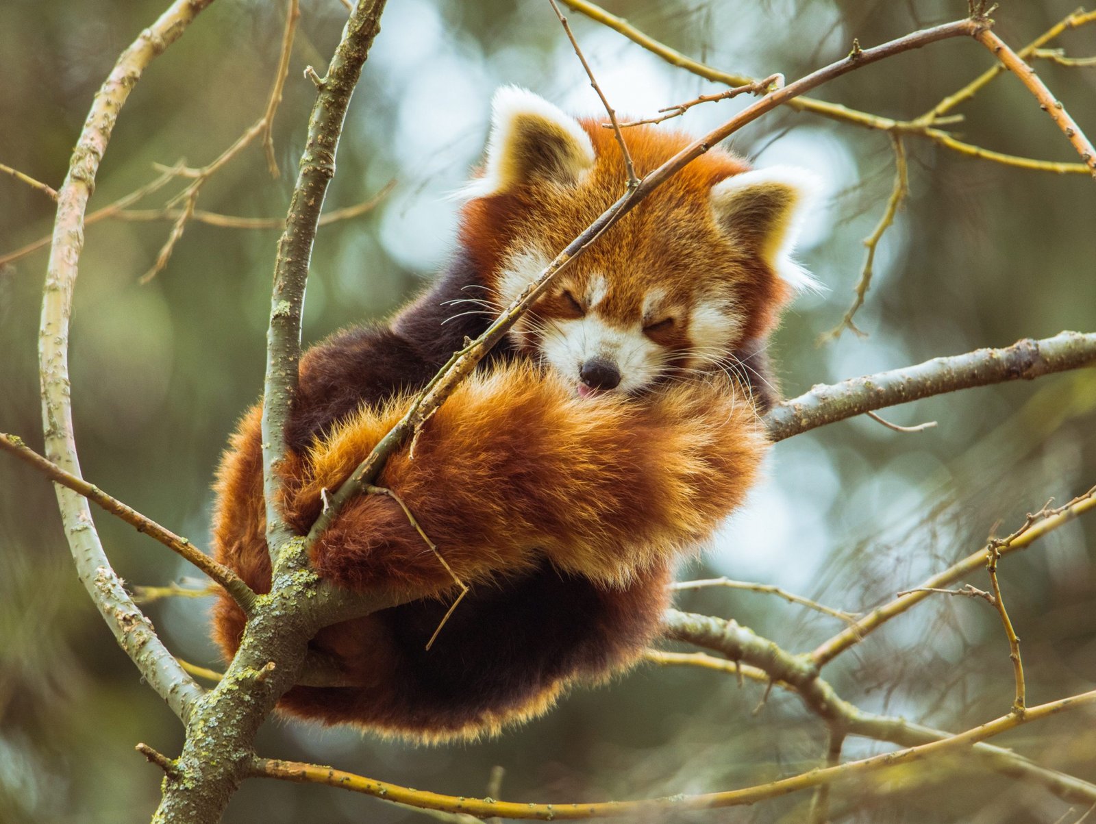 a-furry-animal-on-tree-branch-sleeping