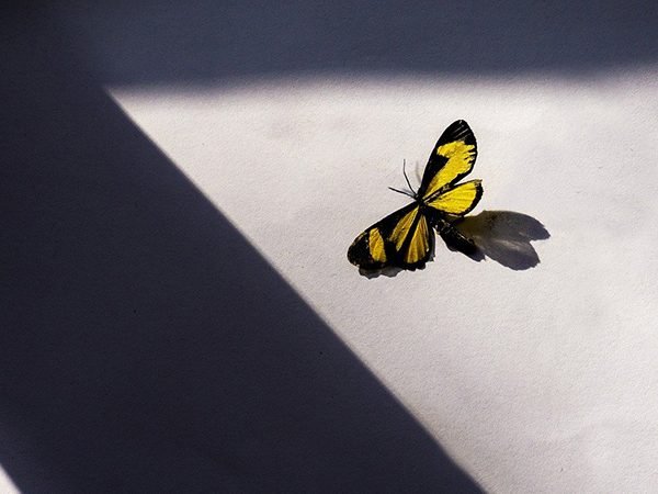 butterfly in window light